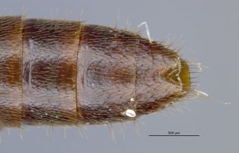 Media type: image;   Entomology 305327 Aspect: abdomen dorsal view